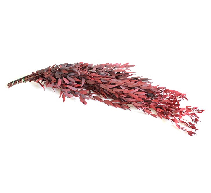 Eucalyptus Parvifolia Stabilized - Red  zväzok